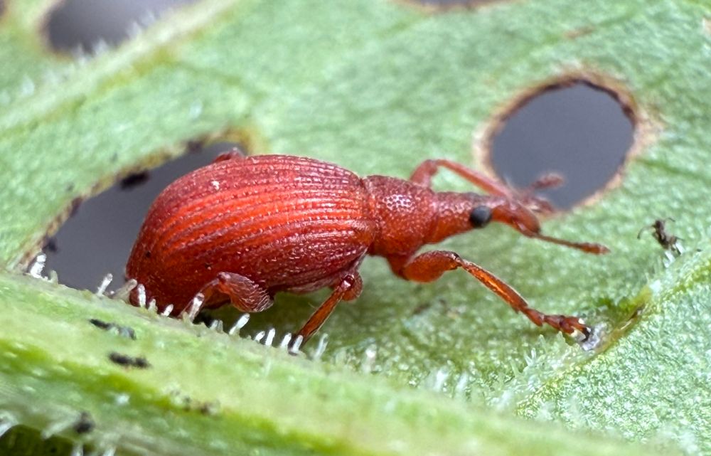 Apion frumentarium (a seed weevil) on Dock. Head long and completely punctate 