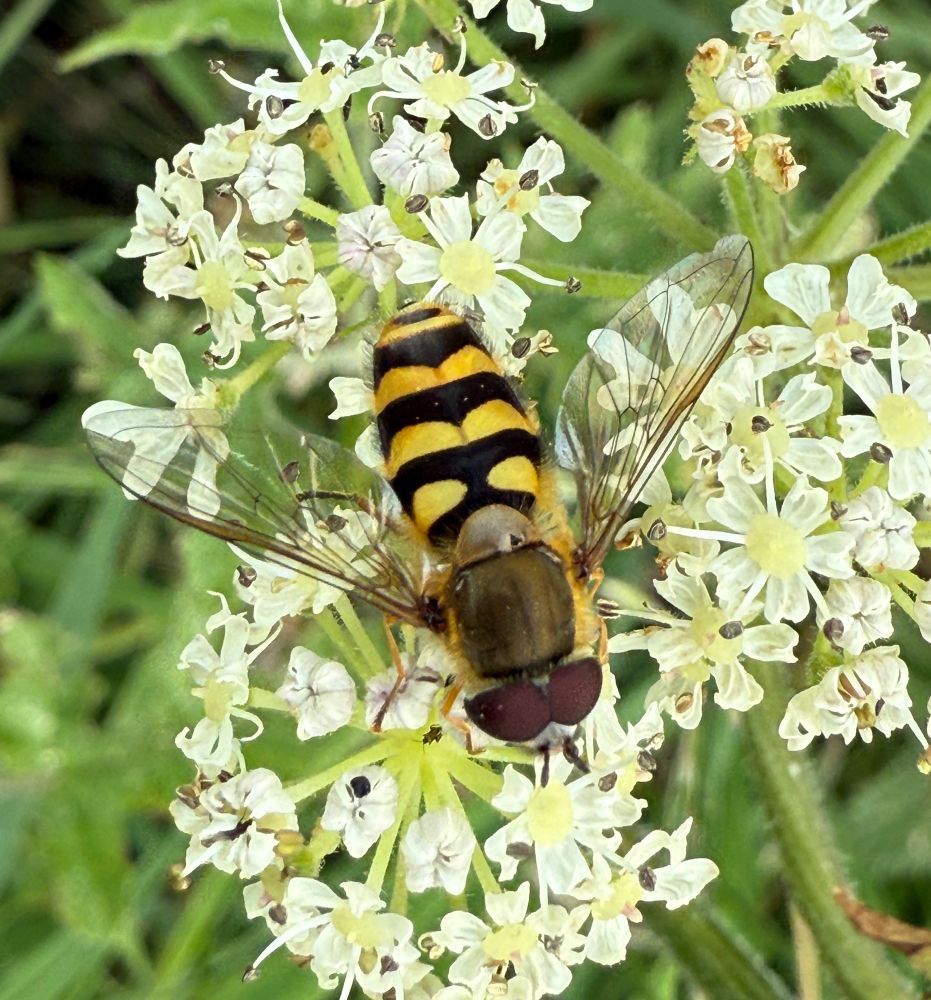 male Syrphus sp.