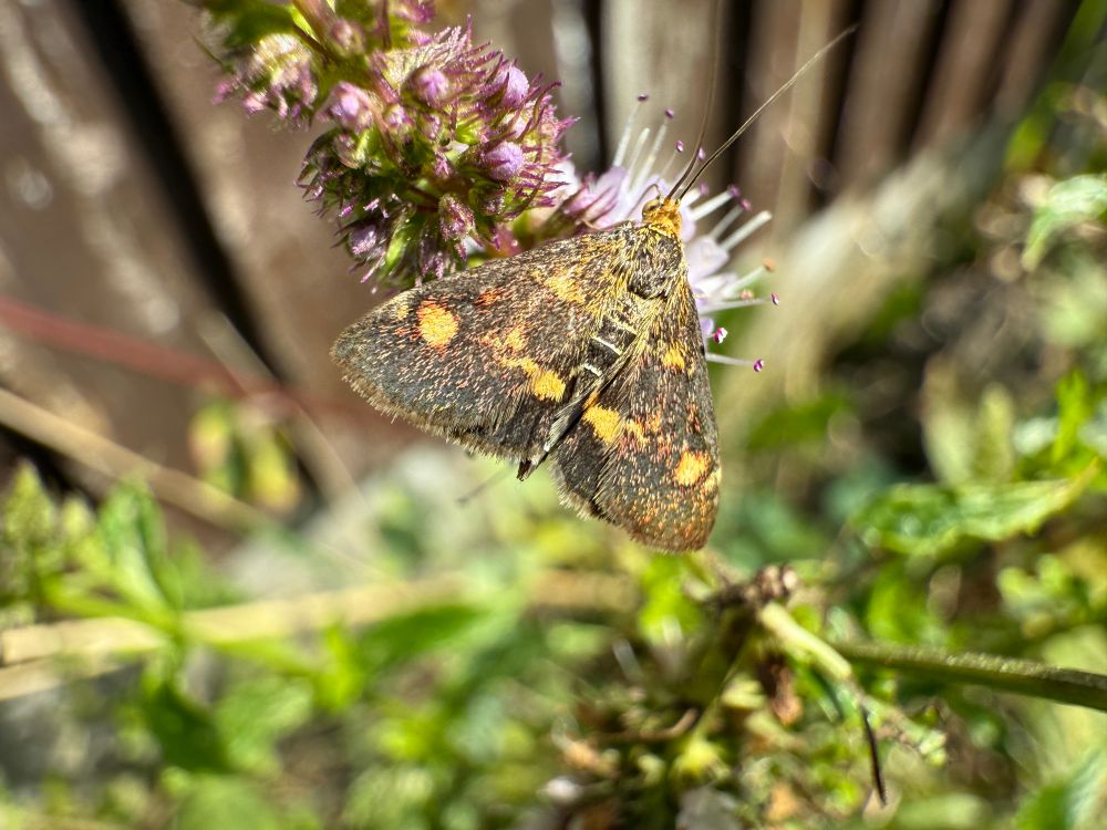 Mint Moth 