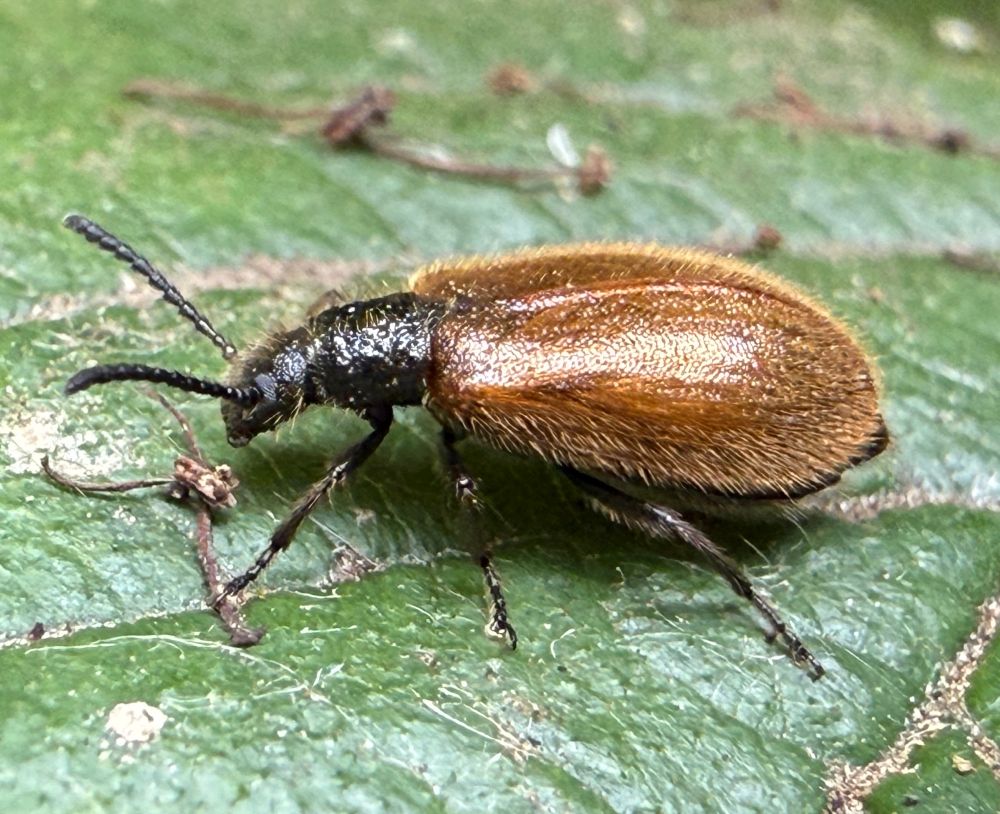 Lagria hirta I think