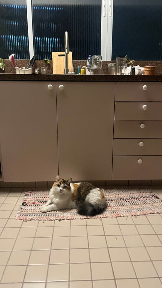 Balu deitadinha no tapete da cozinha olhando pra mim 