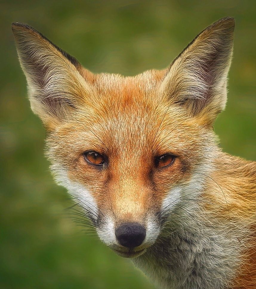 Portrait of a fox. 