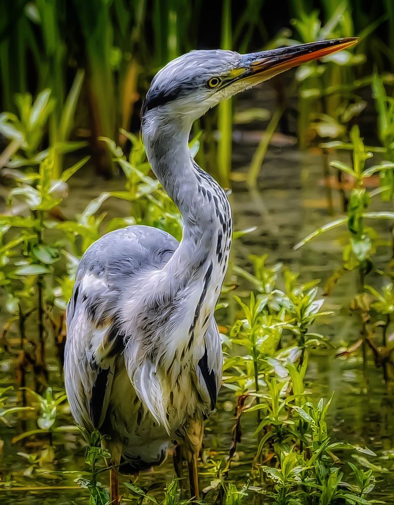 A grey heron stands poised and turns his head to the left. It is slightly raised. The heron is standing in water and surrounded by green reeds grass and water plants. 