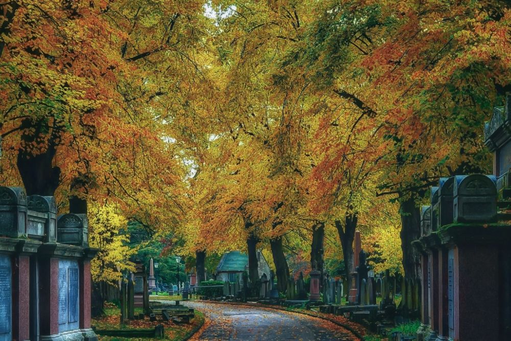 An avenue of trees in a cemetery during autumn. The leaves on the trees gold, brown, green and red. The avenue is lined with Victorian graves. 