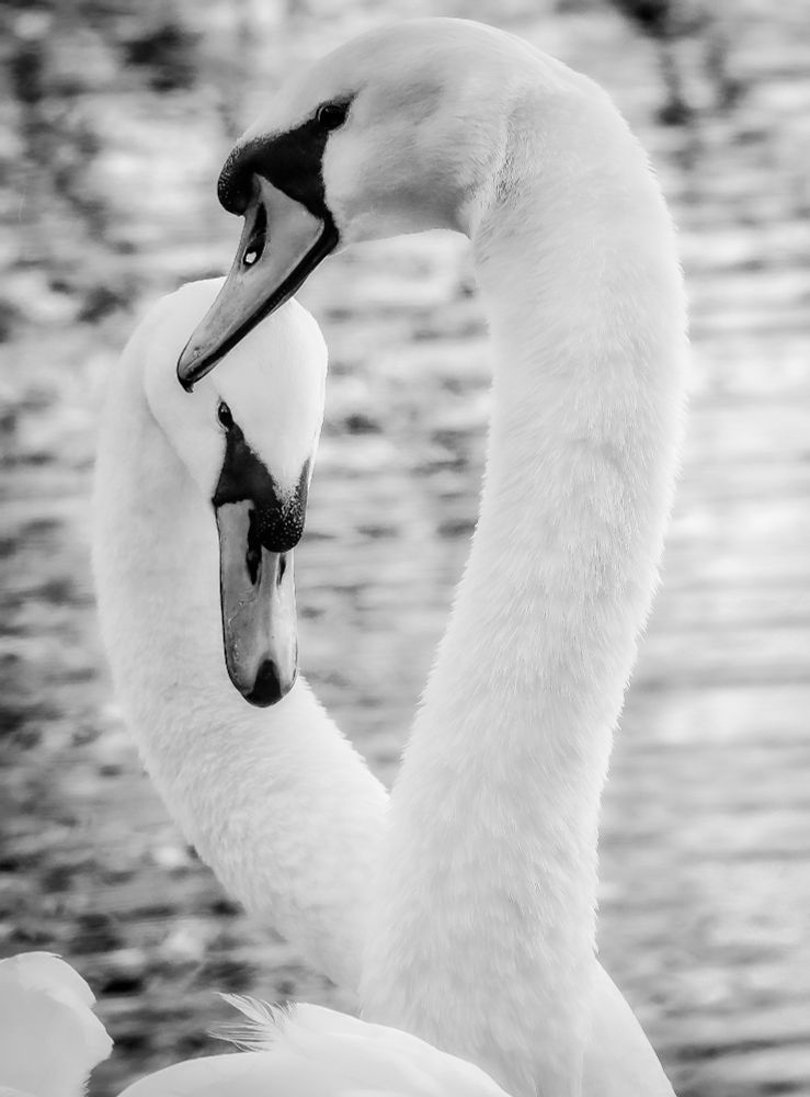 Swans pair for life. I came across this pair as they were coming to the end of their courtship dance. I sensed they were in love as can be seen. A most riveting act of grace and love. This is the image I captured as their dance came to a close. 