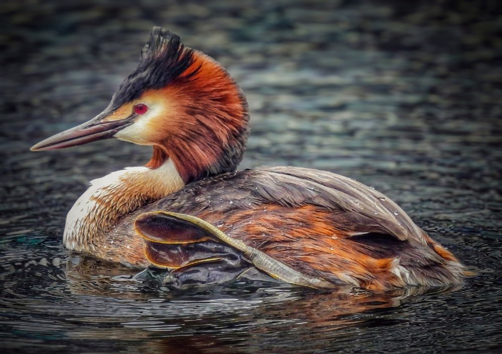 A grebe bird on water. 