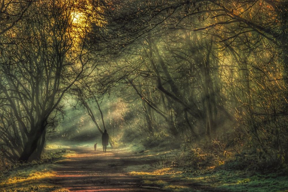 A path unfolded as we turned a bed and in the distance, a dog walker with her dog. The sun rays strike through the trees on the right of the image. 