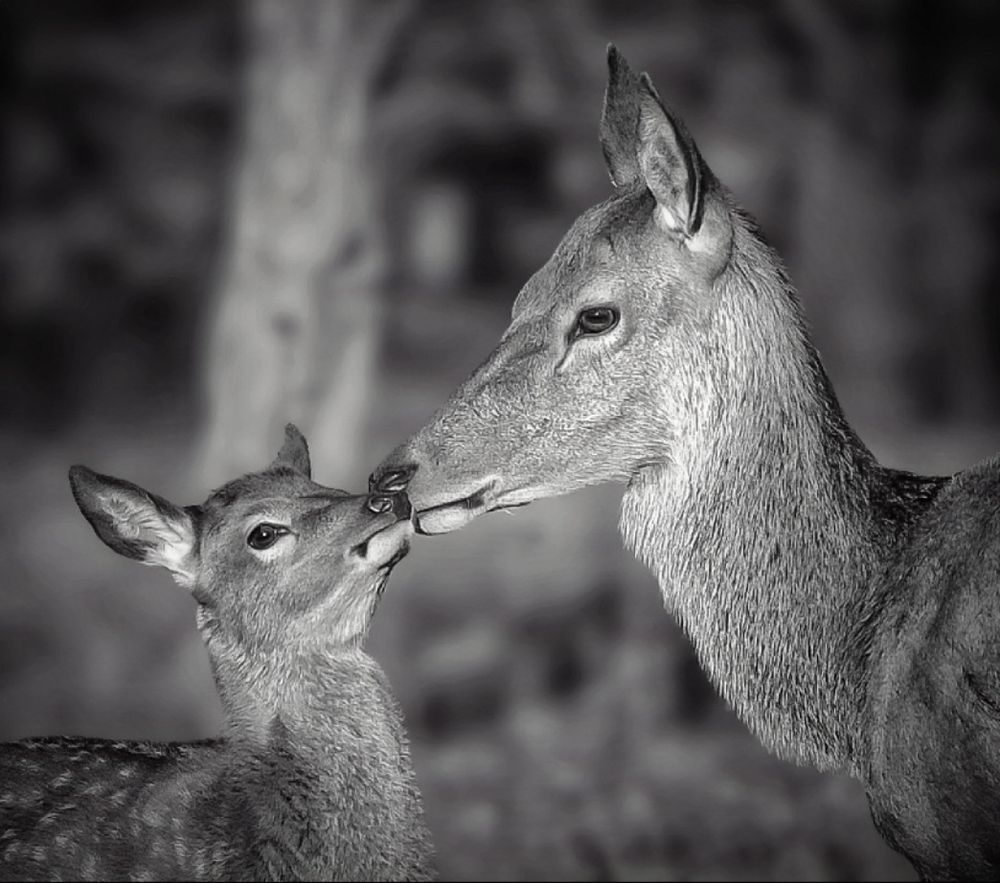 A deer and her fawn display an affectionate moment. The deer has nestled her nose on the nose of her fawn. Perhaps providing reassurance. It was a privilege to experience this exchange. 