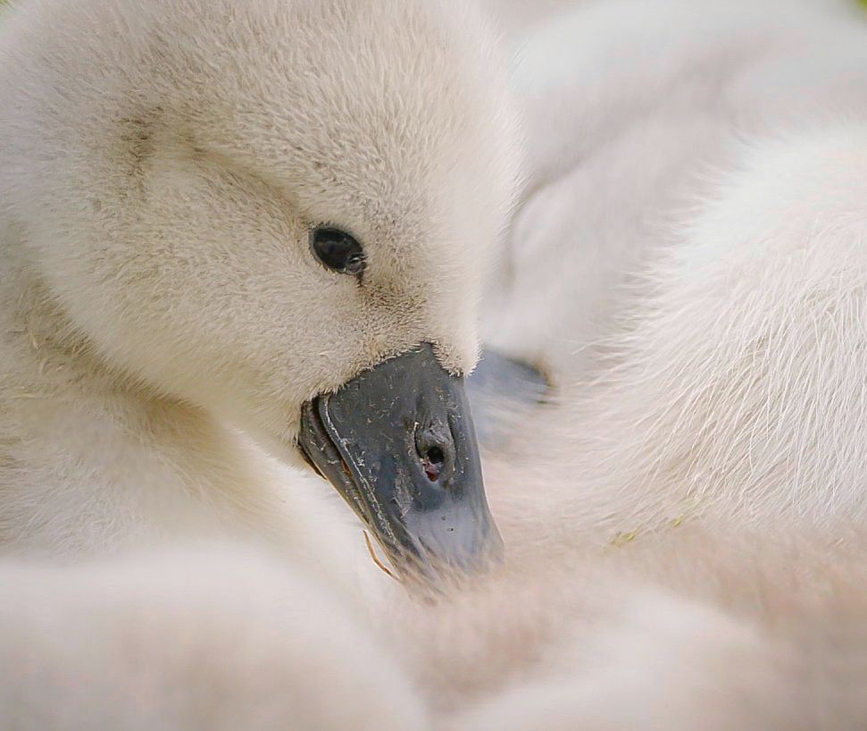 Two cygnets captured within a group of seven. They are resting on the ground and sleeping on top of each other. 
