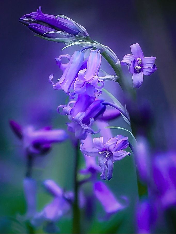 A capture of bluebell flowers on the woodland floor. 