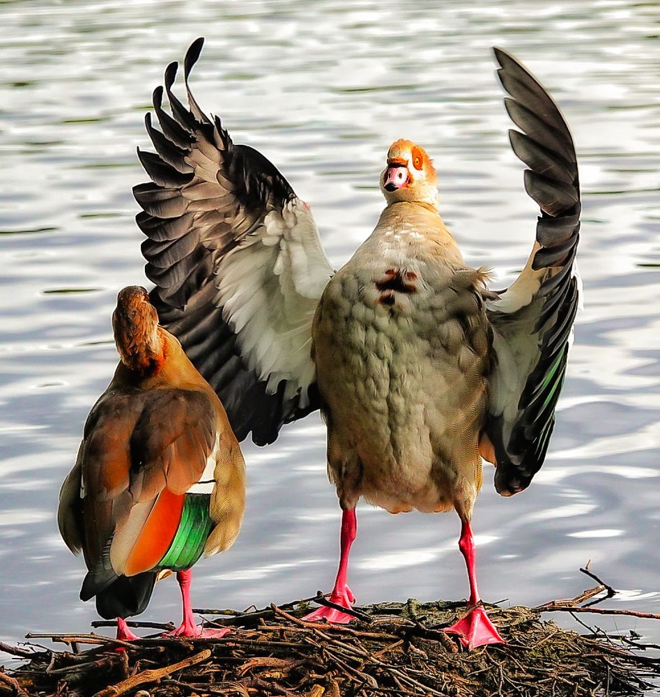 An Egyptian goose stands with wings open as if to embrace his partner. His partner is standing faci g him and appears to be unperturbed. 