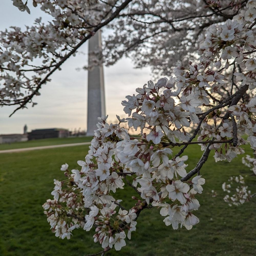Blooming cherry blossoms