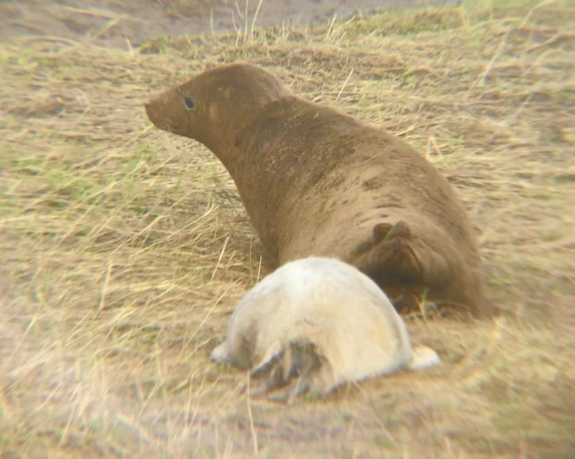 A young grey seal pup following an adult female grey seal (presumably its mother). The pup is white in colour while the adult is brown. 