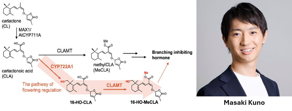 Schematic diagram showing strigolactone (SL) synthesis from carlactone precursor via distinct pathways to produce canonical or non-canonical SLs; with the latter product produced by CYP722A1, and required for flowering regulation. To the right is an image of the first author, Masaki Kuno.