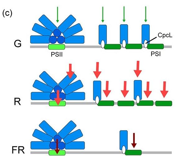 Taken from Figure 4c of https://doi.org/10.1093/pcp/pcaf064: a hypothetical model illustrating changes in the amounts of rod-shaped PBS, hemidiscoidal PBS, PSII, and PSI in PCC 6803. For explanatory purposes, the amounts of PSII and hemidiscoidal PBS are shown as equal between all light conditions: Green (top), Red (middle) and Far Red (bottom).