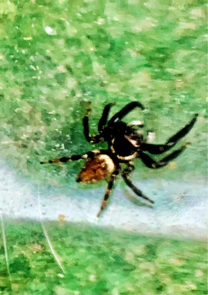 Das etwas unscharfe Bild zeigt eine männliche - gut ab den weissen Zeichnungen auf dem schwarzen Körper zu erkennen - Springspinne. Sie misst ca. 6mm. Diese Gewächshausspringspinnen können dank speziellem Hauptaugenpaaraufbau ihre Beute auf 10-20cm scharf erkennen und zielgenau anspringen. Eine weiter Besonderheit ist, dass sie dank Adhäsionskräfte an glatten Oberflächen Halt finden können.