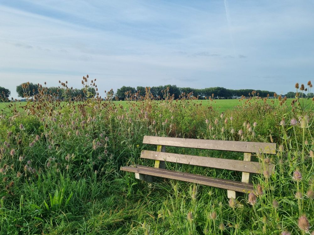 Houten bank omringd door kaardenbollen. Aantal puttertjes: nul!
