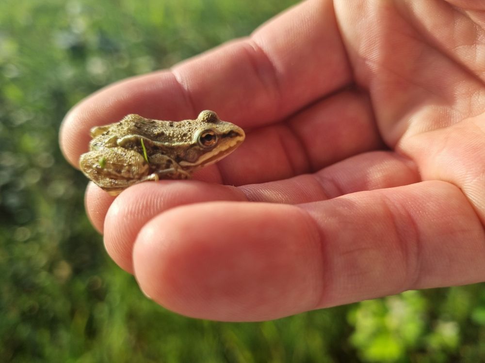 Lief klein kikkertje op mijn hand.