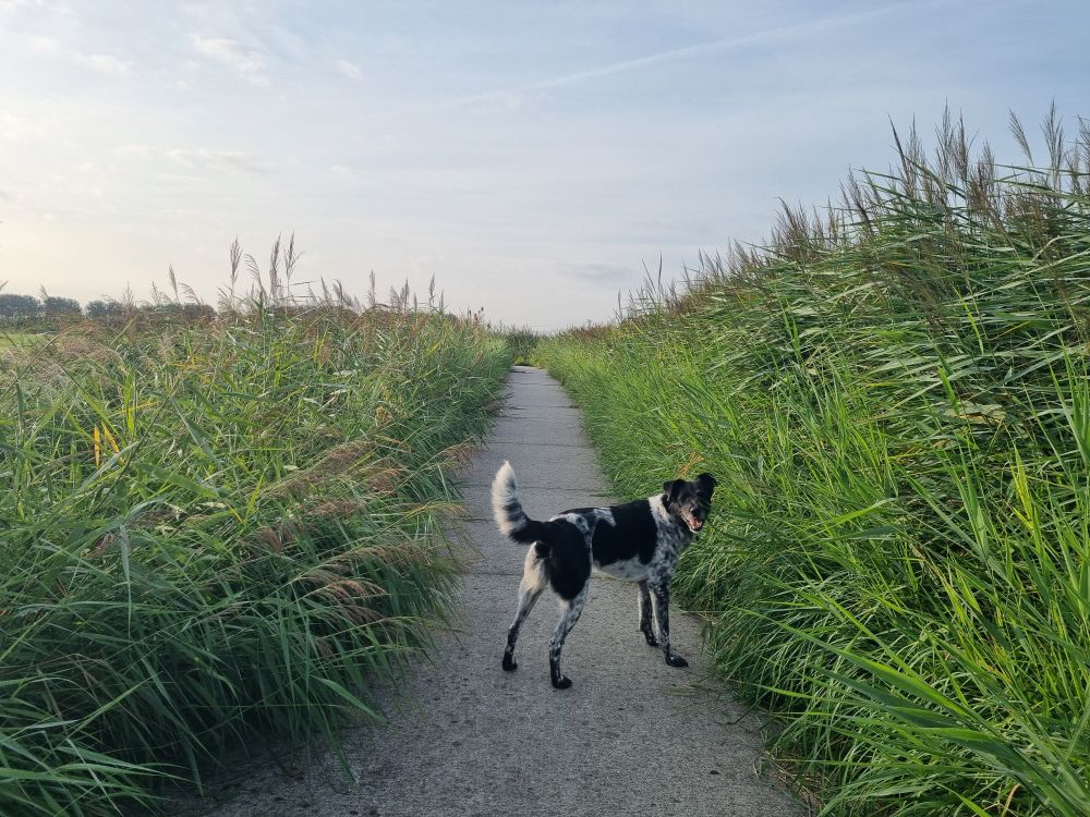 Hond Nino op een pad door de weilanden dat bestaat uit betonplaten. Aan beide kanten hangt het riet ver over het pad, waardoor het nog maar half zo breed lijkt.