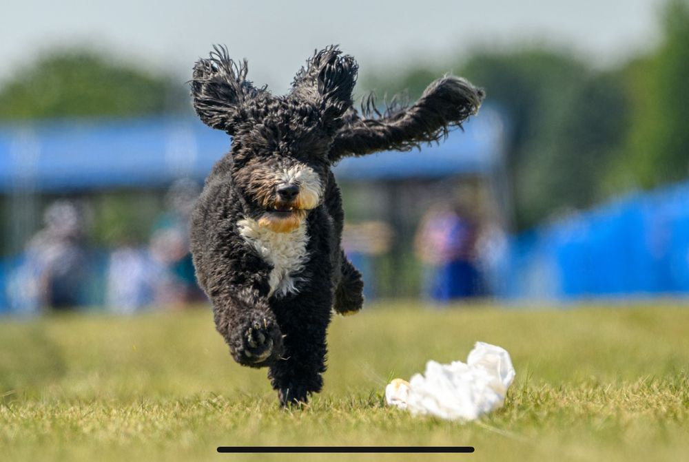 Margot the Barbet, enthusiastically chasing a lure, on a FastCAT run!