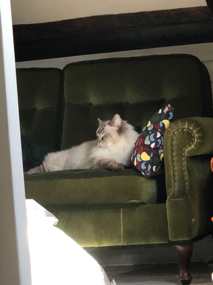 Grey ragdoll cat lounging on a green velvet couch 