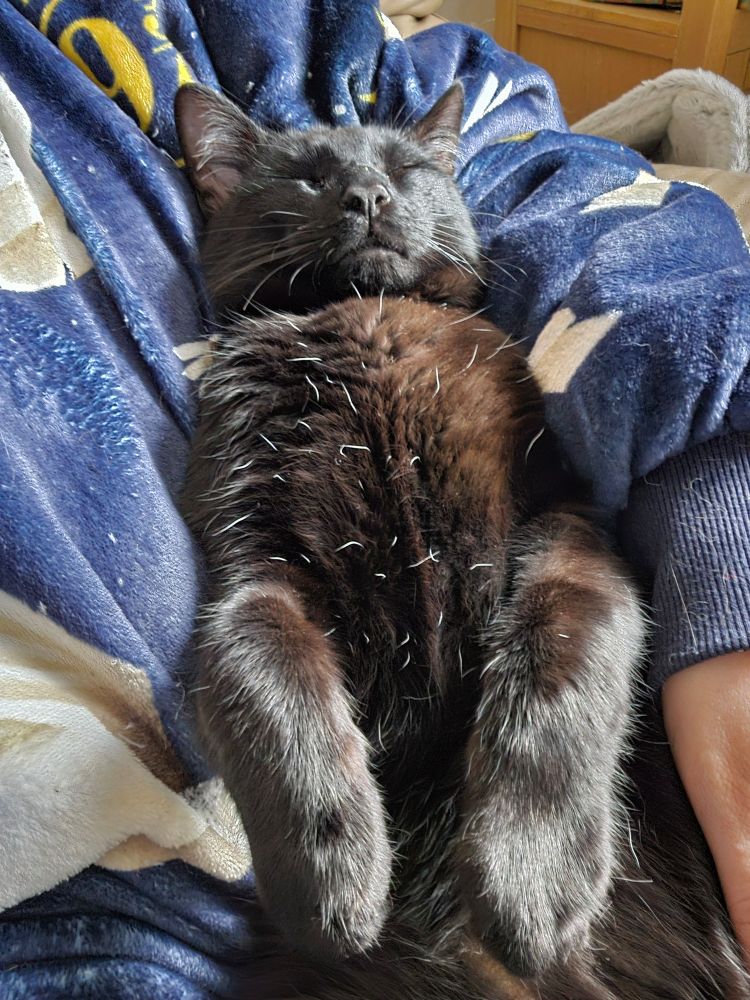 Giant black kitten lying on his back in my arms like a baby, fast asleep.