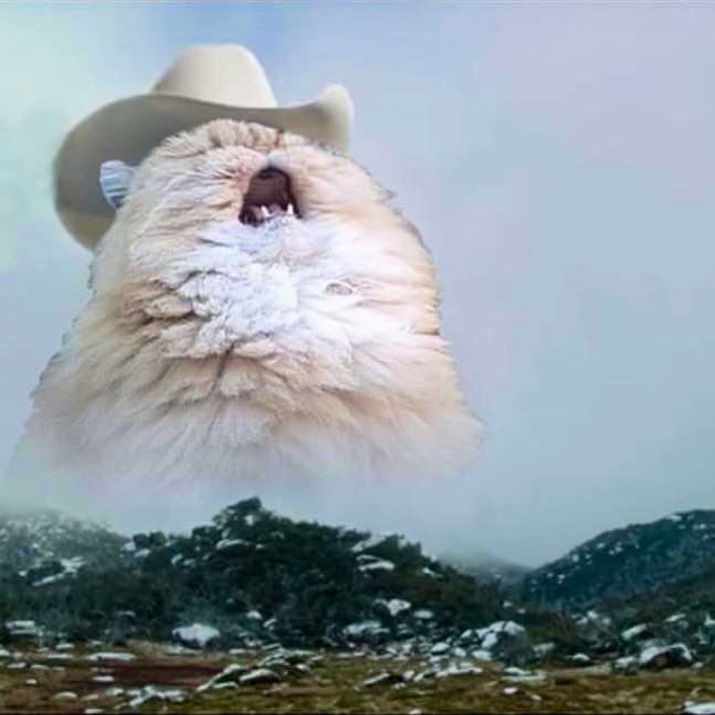 yodel cat meme