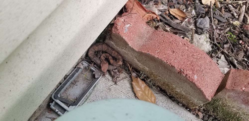 A small brown patterned snake outside our front door. 