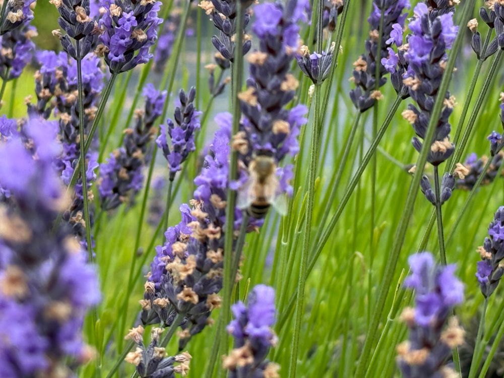 Lavender