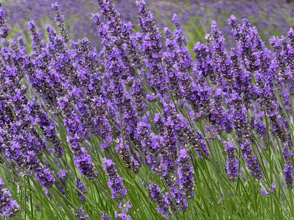 Lavender