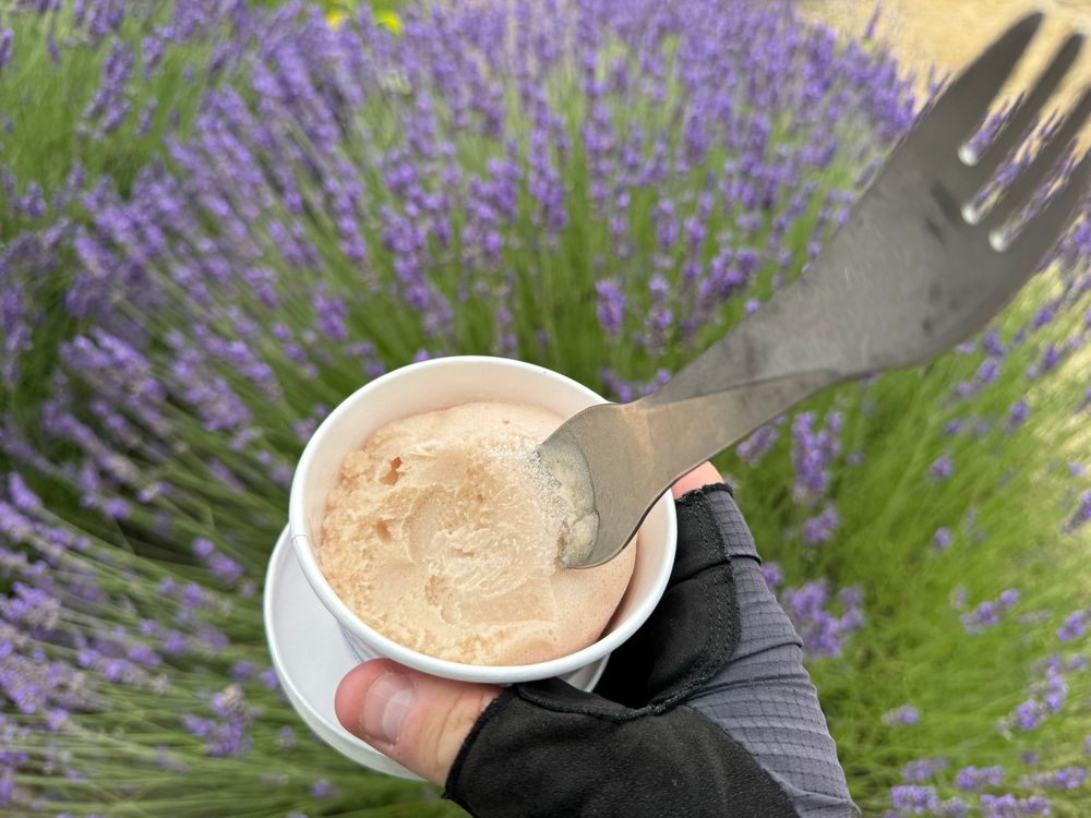 Lavender Italian ice in front of lavender bush