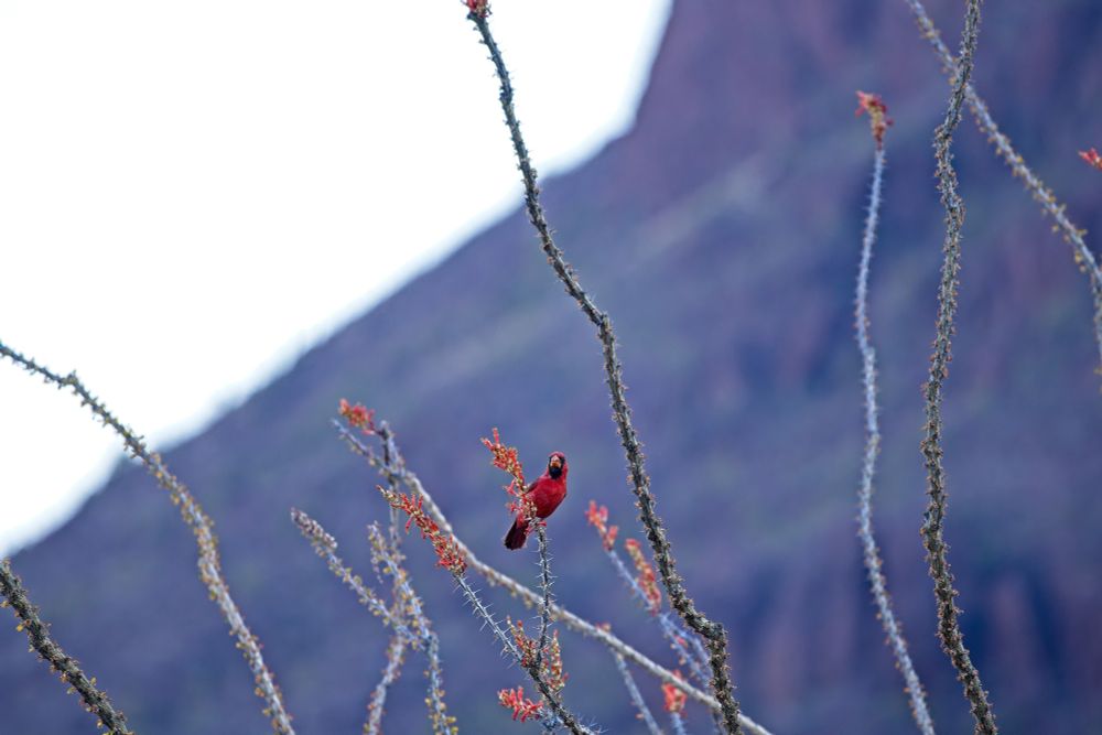 Cardinal in a Ocatillo