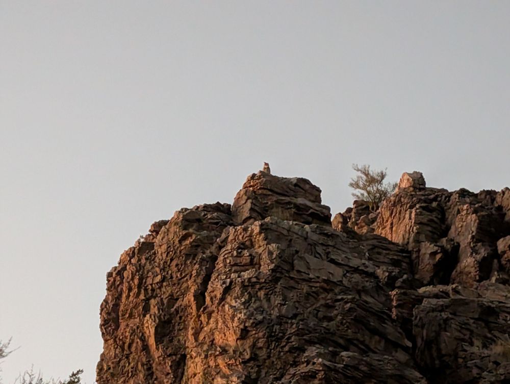 Great horned owl at a distance
