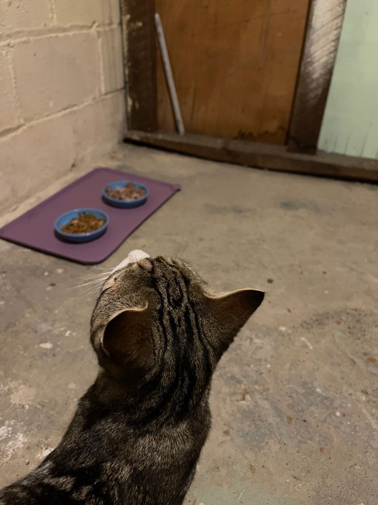 A little tabby boy cat in a basement closet with food dishes in the background. 