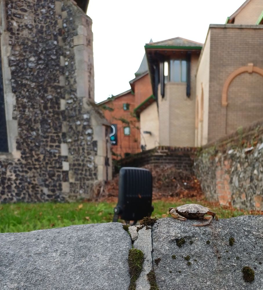 Norwich, church wall, 3pm this afternoon. Crab on the wall.