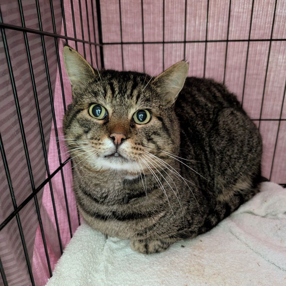 A brown tabby cat loafed on a towel platform inside a cage.