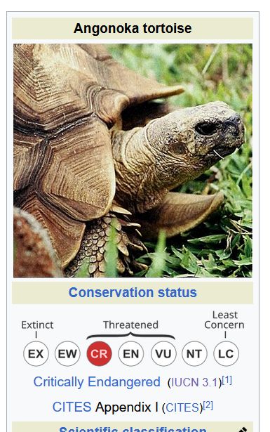 The taxonomy infobox (taxobox) as it is seen on the angonoka tortoise article on Wikipedia, displaying the modern IUCN 3.1 categories for conservation status. The angonoka tortoise of Madagascar is critically endangered, as communicated by a visual indicator of the IUCN assessment categories. At the top of the taxobox is a profile portrait photo of the tortoise. The rest of the Wikipedia article—which mentions that the name angonoka comes from the Malagasy word used as the local name of the species and that they are also called ploughshare tortoises—is not shown.