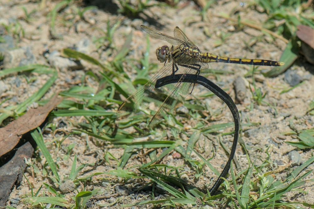 A dragonfly perched on a strip of plastic sticking out from the ground.