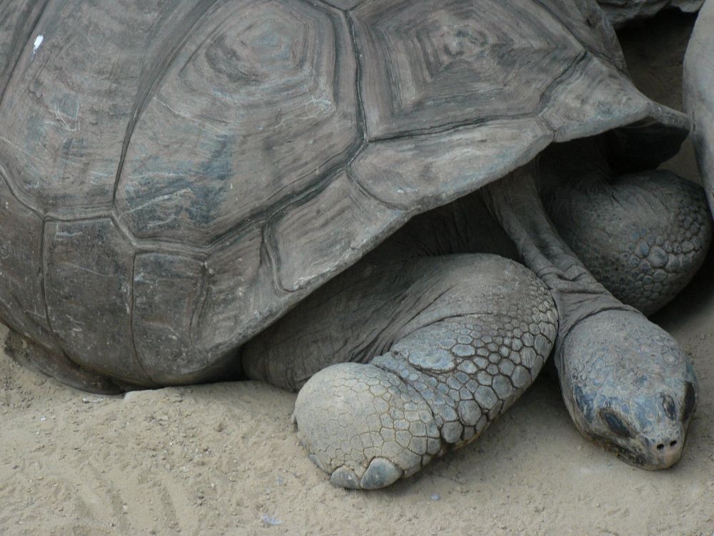 (Not a Galápagos tortoise). This is an Aldabra giant tortoise (Aldabrachelys gigantea) at a zoo in Japan. Their shell is smooth and dome shaped. Galápagos tortoises by contrast can have a saddleback shell and an extra-long neck, though some also have dome shells too (they are morphologically diverse, varying between islands). The Aldabra and Galápagos tortoises are approximately as different from each other as cats are from dogs, each going their separate ways about 50 million years ago.

The Galapagos tortoise is critically endangered. 

The Aldabra tortoise's threat of extinction is less immediate but the two other giant tortoise species of the same genus did not survive human cohabitation.

Photo by Pengo Wray 2005.