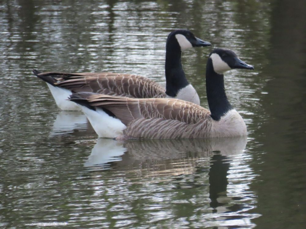 Side view of a pair of canada geese swimming next to each other. They have white bodies with brown wings and their heads and necks are black except for a white patch going up from the throat to the side of the head.