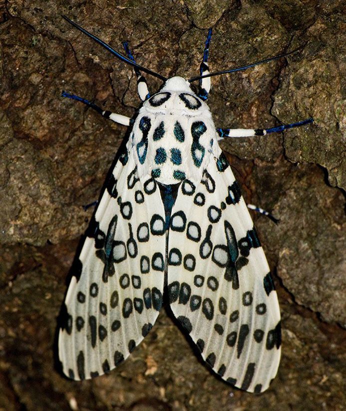 A leopard moth resting on tree bark