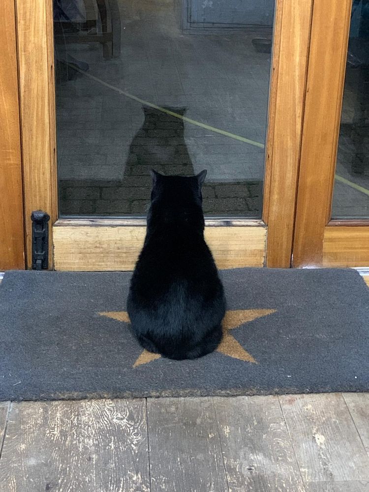 A black and white cat looking out through patio doors

As it is dark outside, the glass is showing her reflection