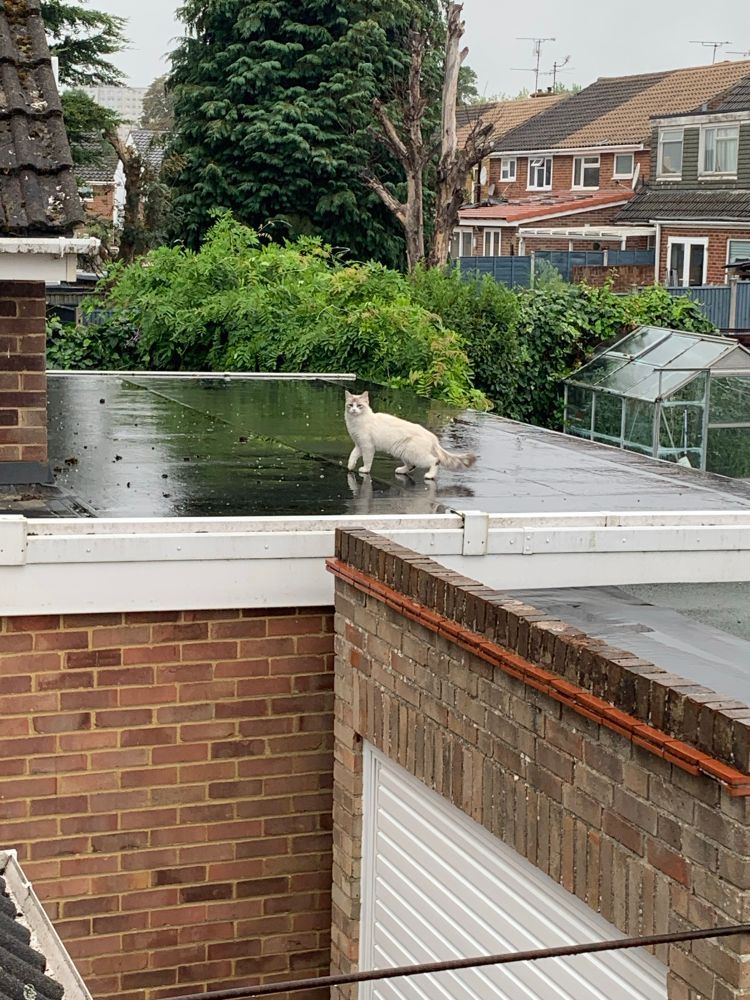 A cream coloured fluffy cat on top of a flat roof 