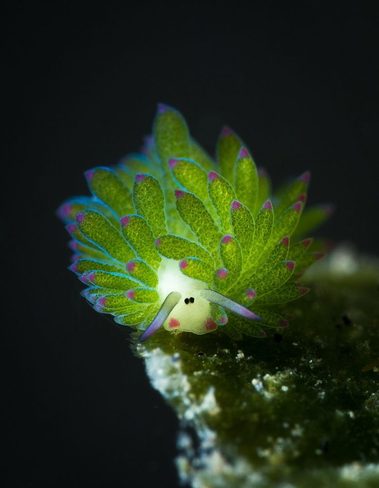 a stunning photo of what looks like the head of a cartoon cow dressed in a mantle of leaves, its eyes so close and black and close they stare through your soul. it is a leaf sheep; type of sea slug that photosynthesizes