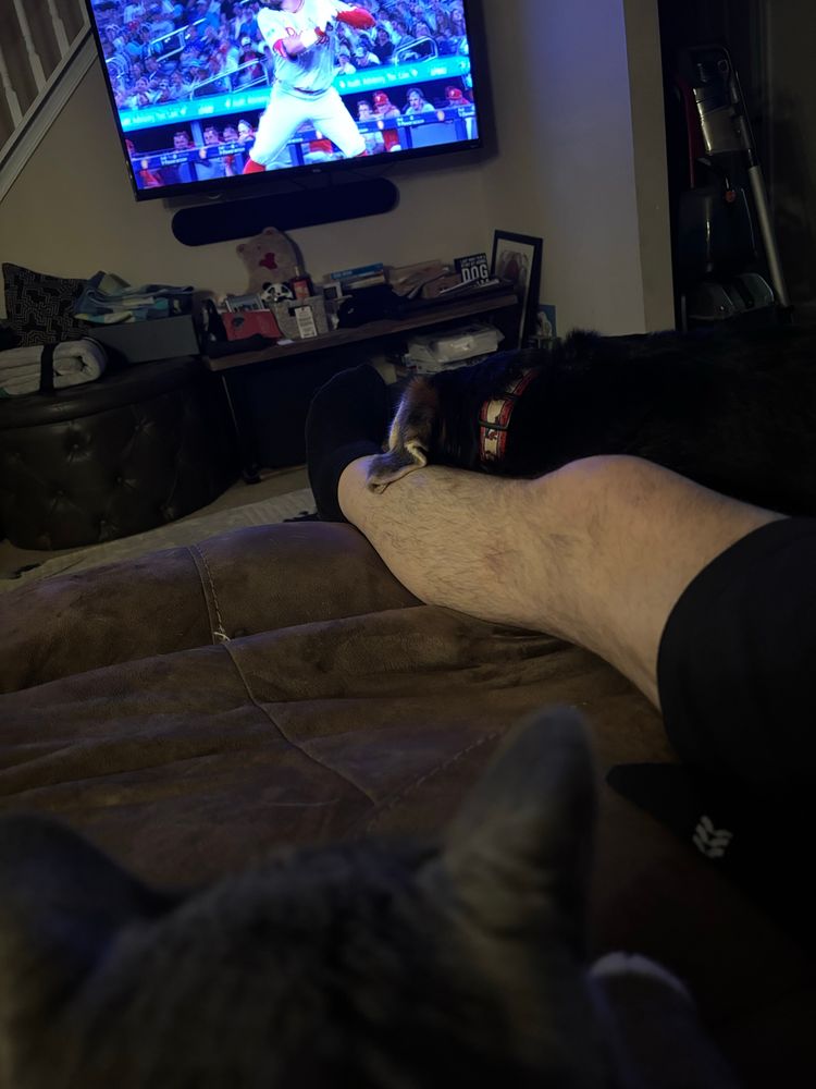 A puppy lies on my leg with the top of a kitty head in the foreground.