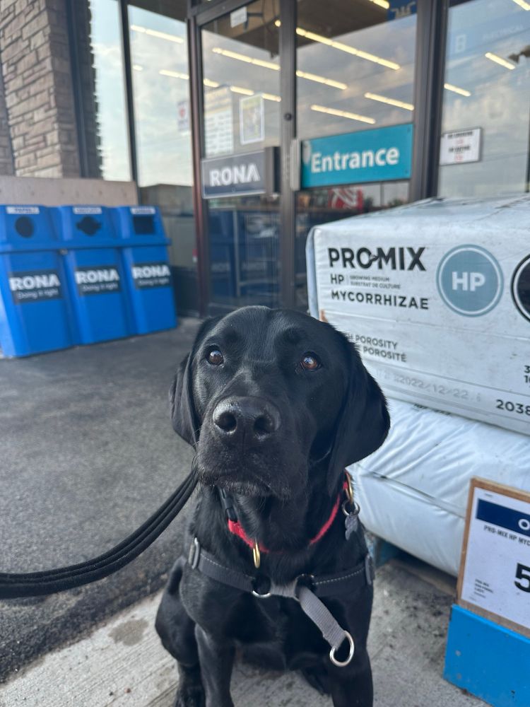 Black dog with cute face sitting in front of a Rona hardware store 