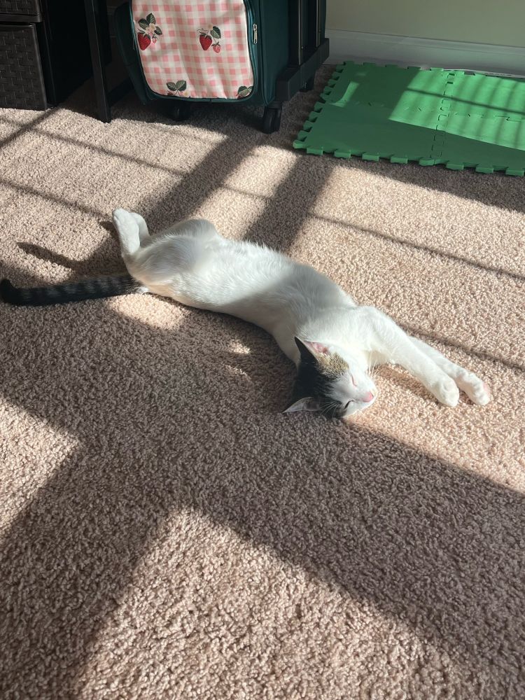 Kitten laying in the sunshine