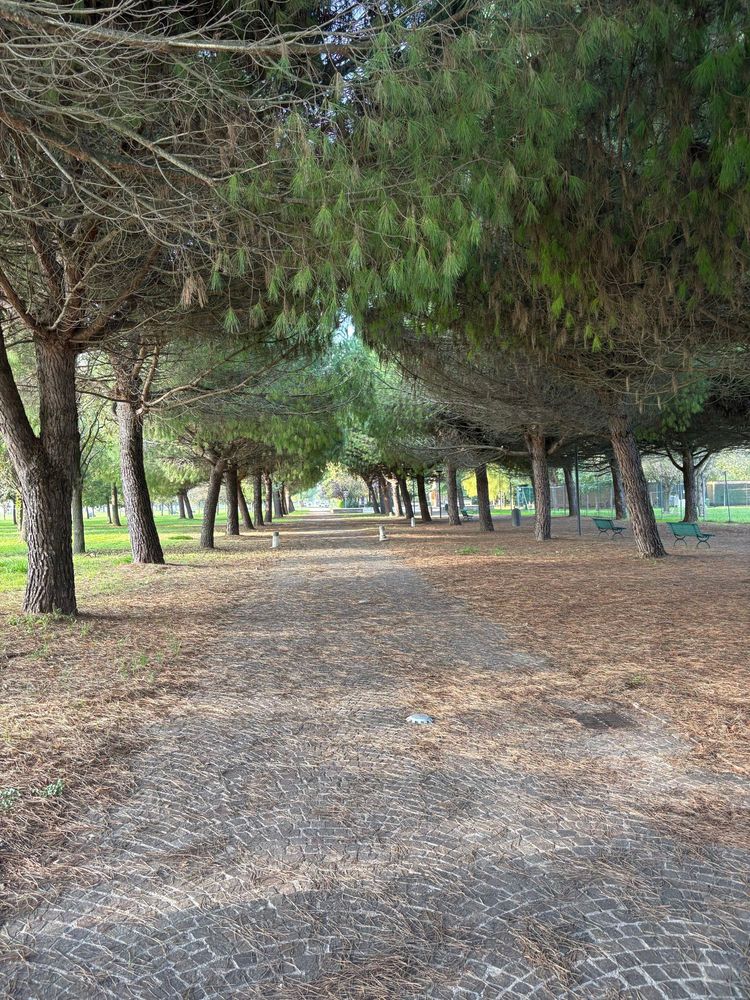 Brick walkway with trees arching over