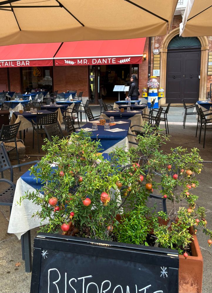 Baby pomegranate bush