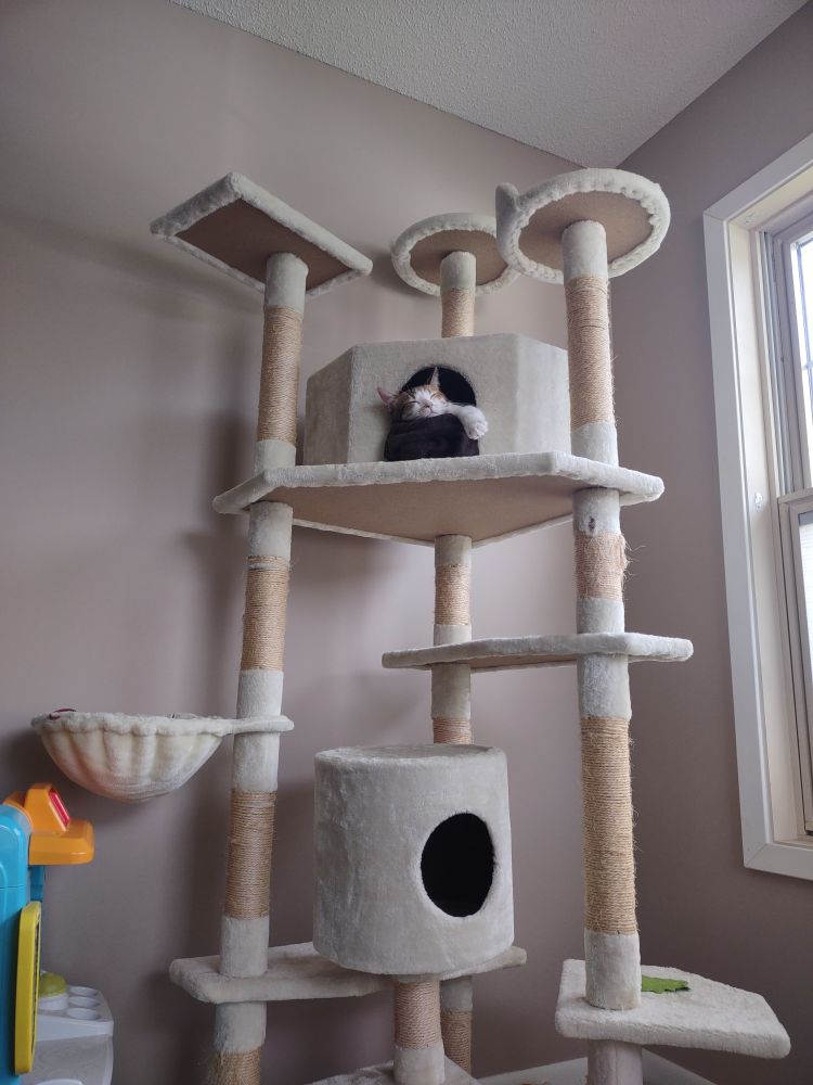 A picture of gingerbread sleeping in a cave at the top of her car tree.